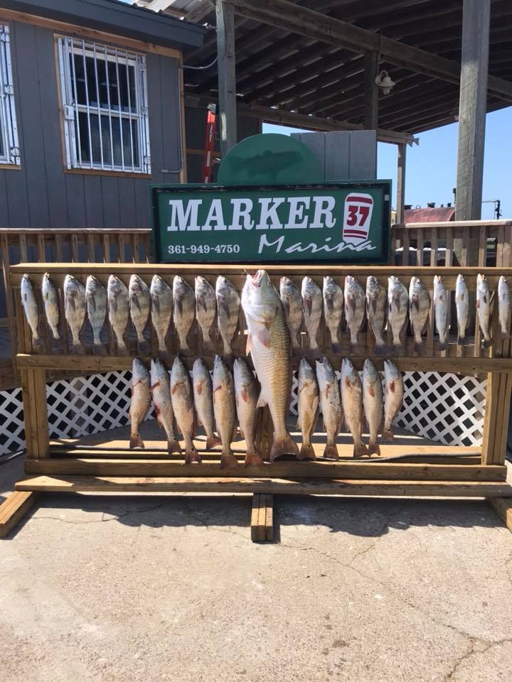 Show Texas Gulf Coast Ad - Texas Gulf Coast